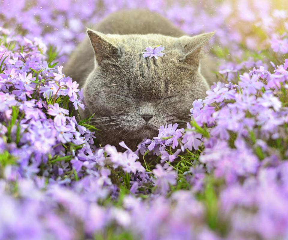 Обои Sleepy Grey Cat Among Purple Flowers 960x800