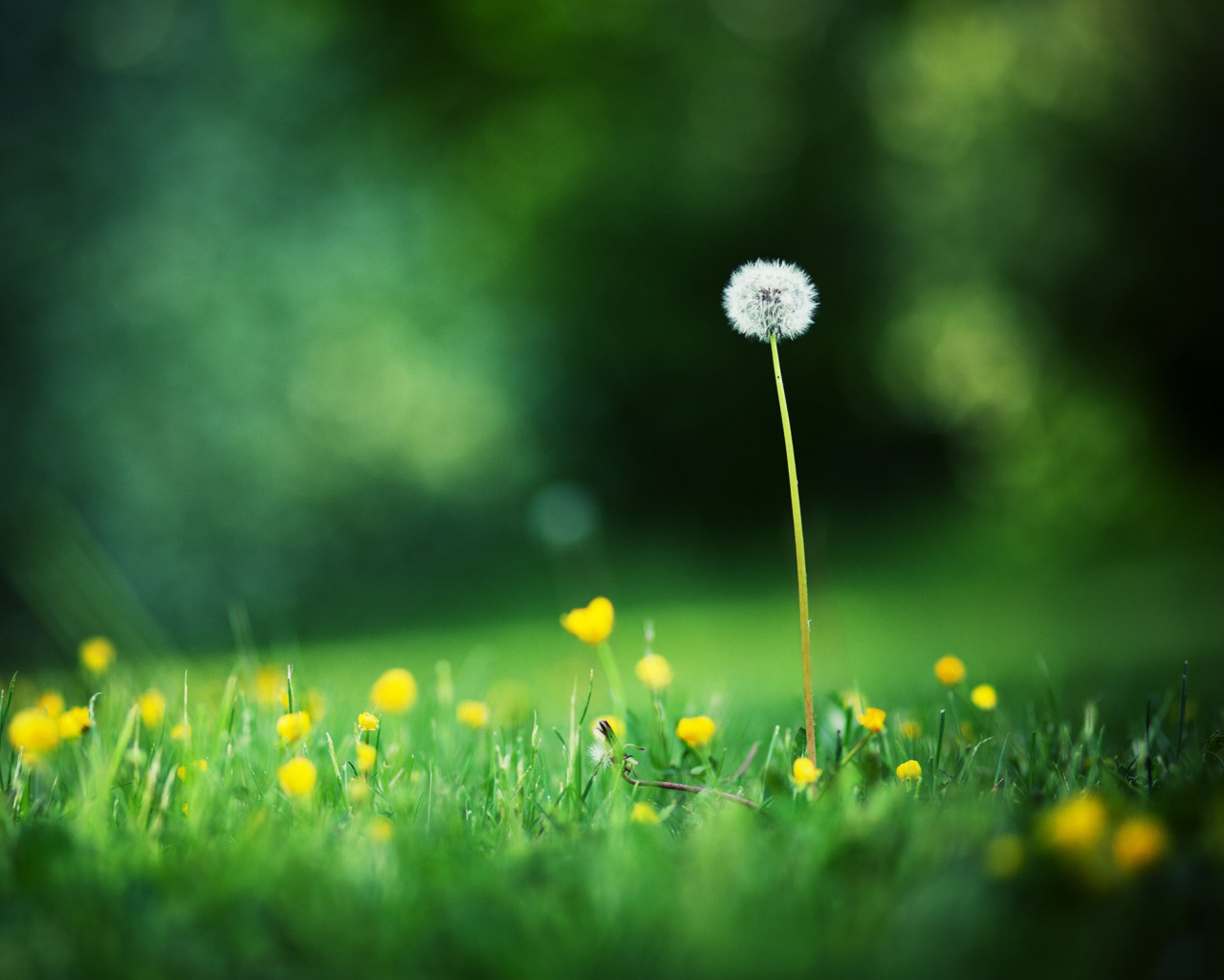 Lonely Blowball wallpaper 1280x1024