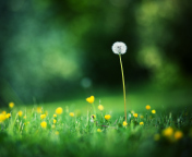 Lonely Blowball wallpaper 176x144