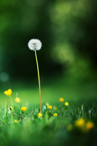 Lonely Blowball wallpaper 320x480