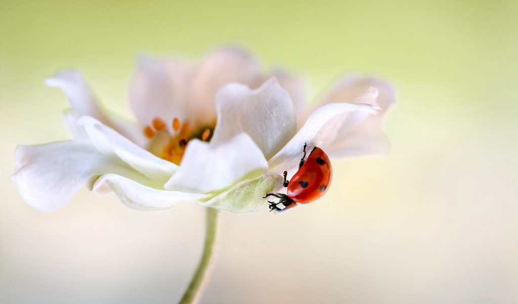 Das Lady beetle on White Flower Wallpaper 1024x600