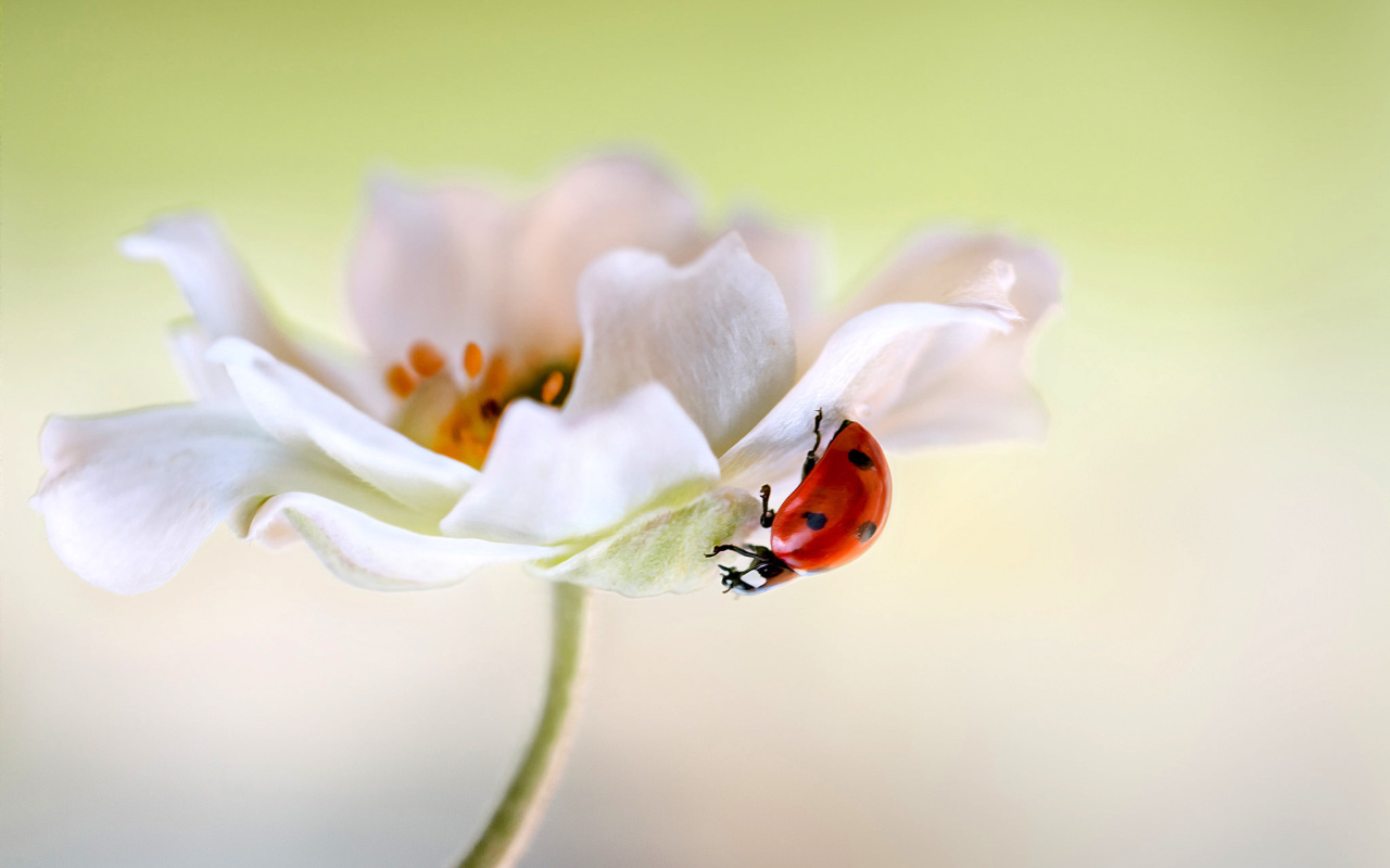 Обои Lady beetle on White Flower 1280x800
