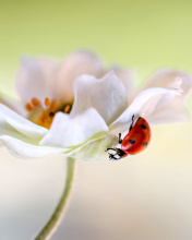 Sfondi Lady beetle on White Flower 176x220
