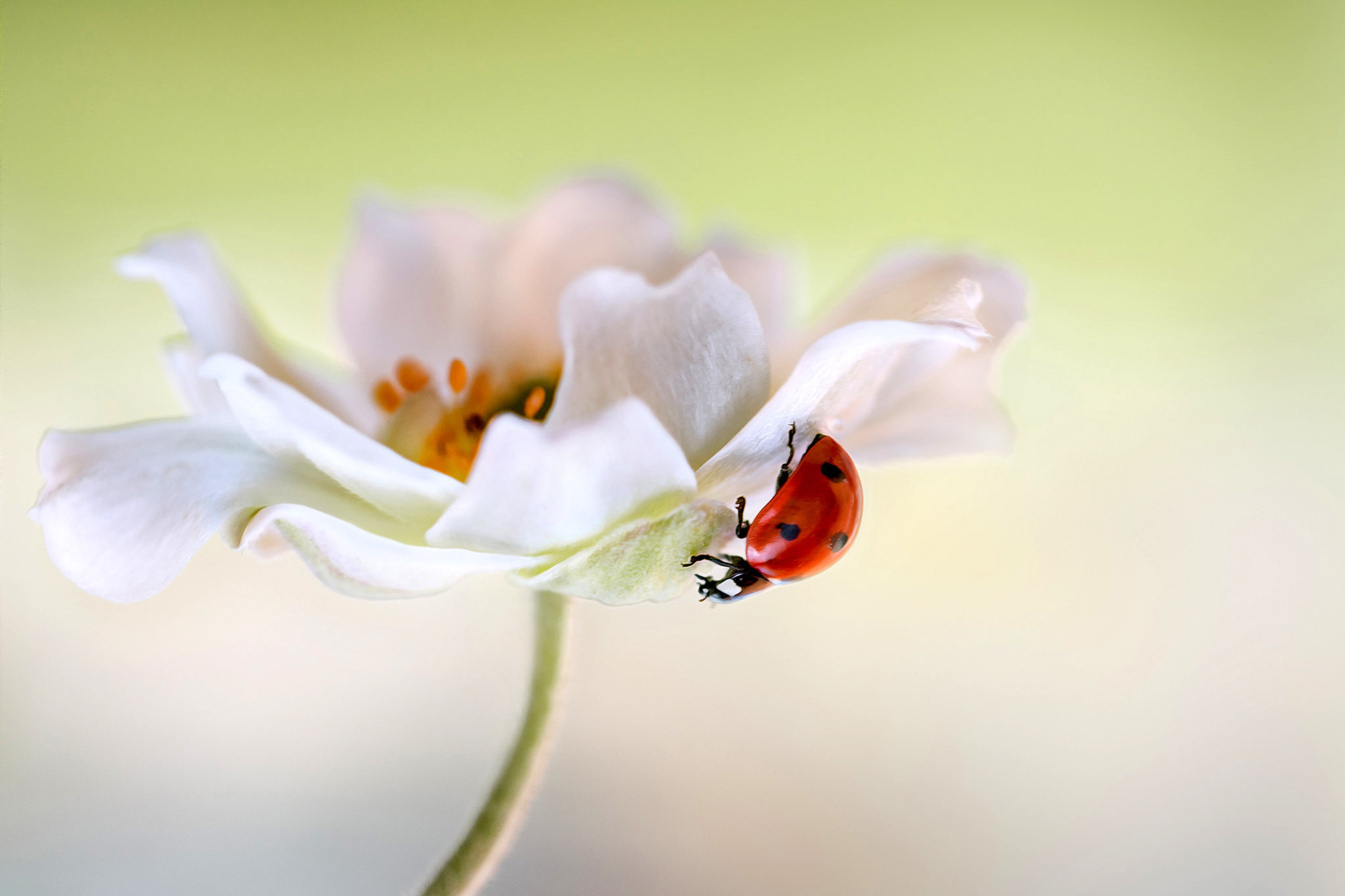 Обои Lady beetle on White Flower 2880x1920