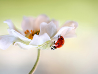 Fondo de pantalla Lady beetle on White Flower 320x240