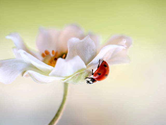 Lady beetle on White Flower wallpaper 640x480