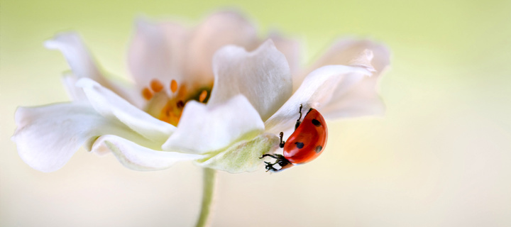 Das Lady beetle on White Flower Wallpaper 720x320