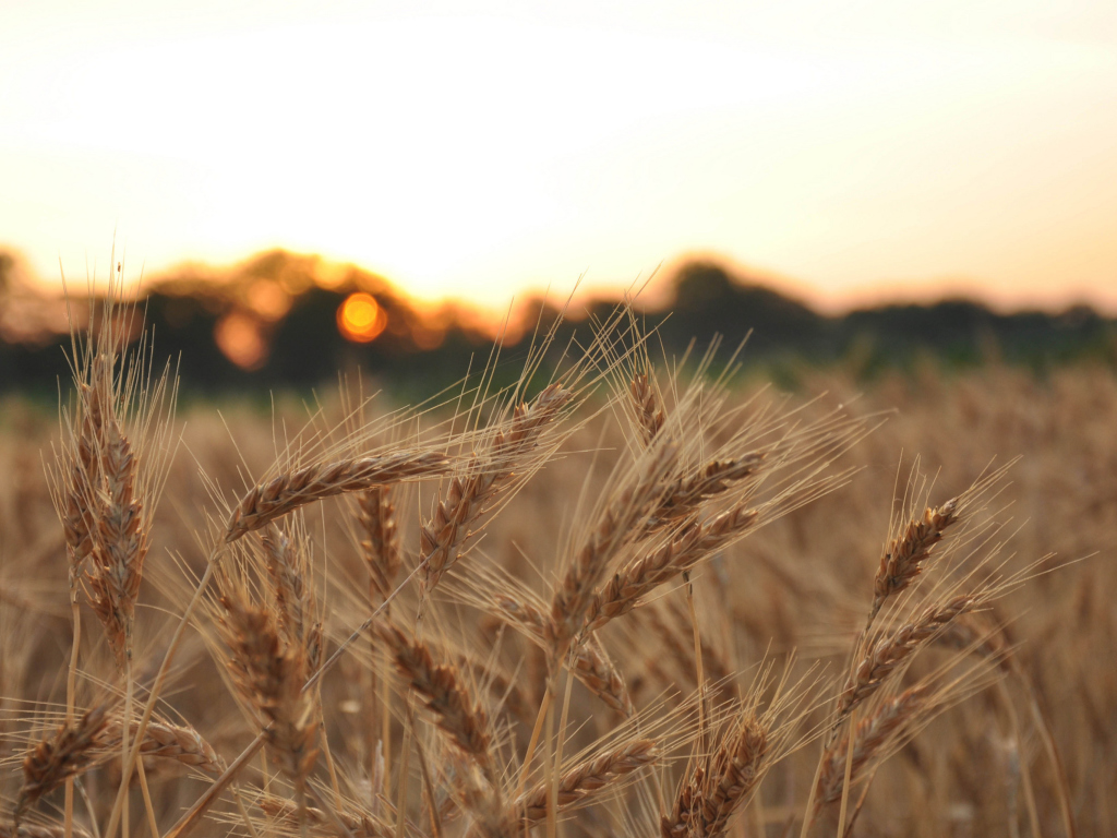 Wheat Field screenshot #1 1024x768