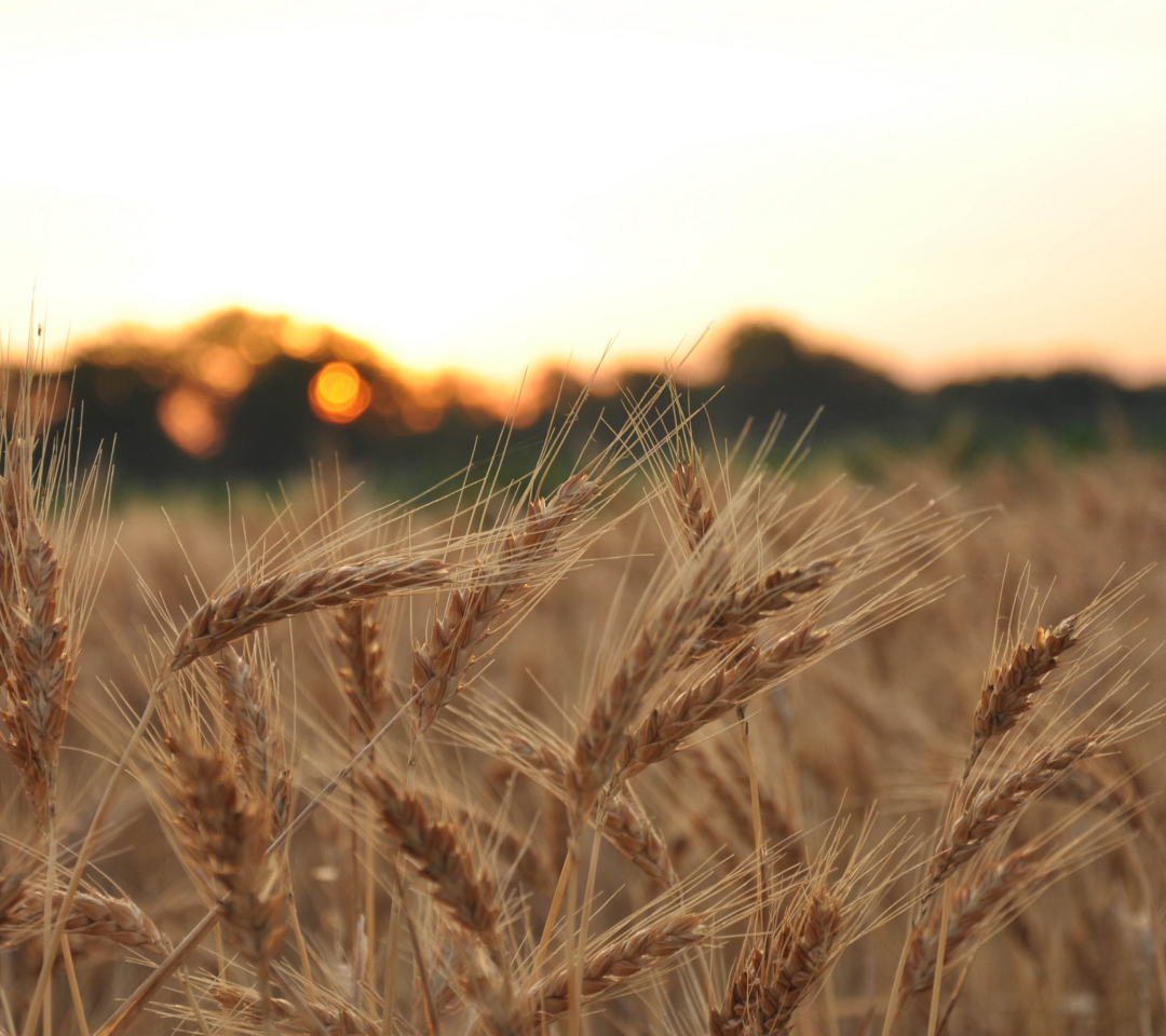 Das Wheat Field Wallpaper 1080x960