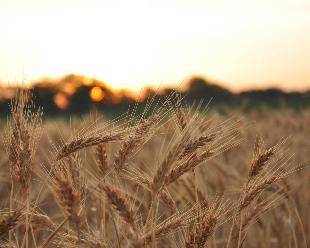 Wheat Field wallpaper 1280x1024