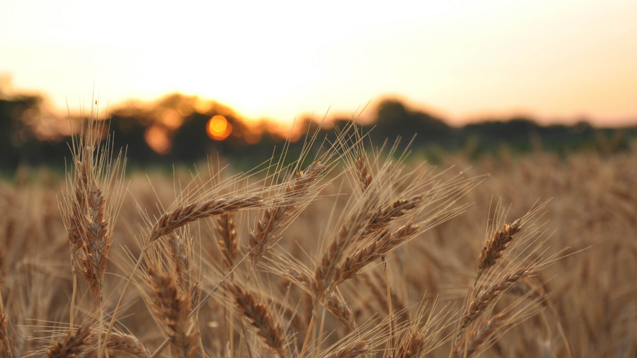Wheat Field screenshot #1 1280x720
