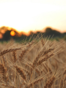 Wheat Field screenshot #1 132x176