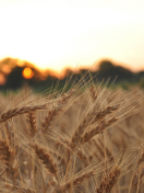 Sfondi Wheat Field 132x176