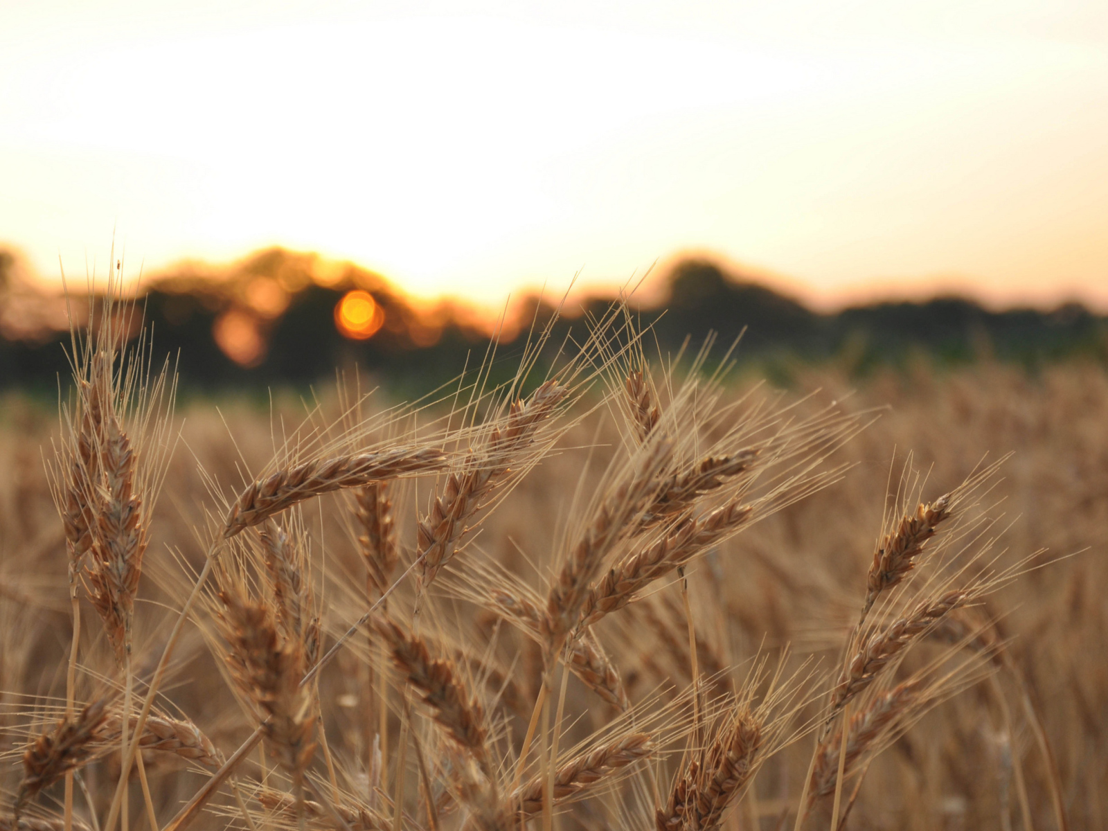 Wheat Field screenshot #1 1600x1200