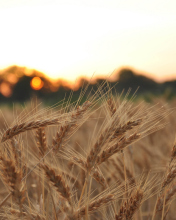Wheat Field screenshot #1 176x220