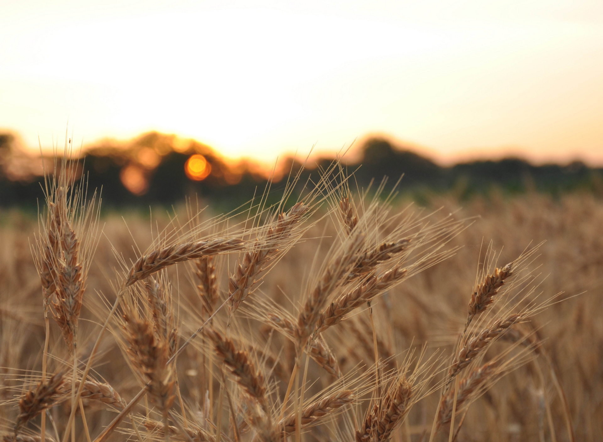 Sfondi Wheat Field 1920x1408