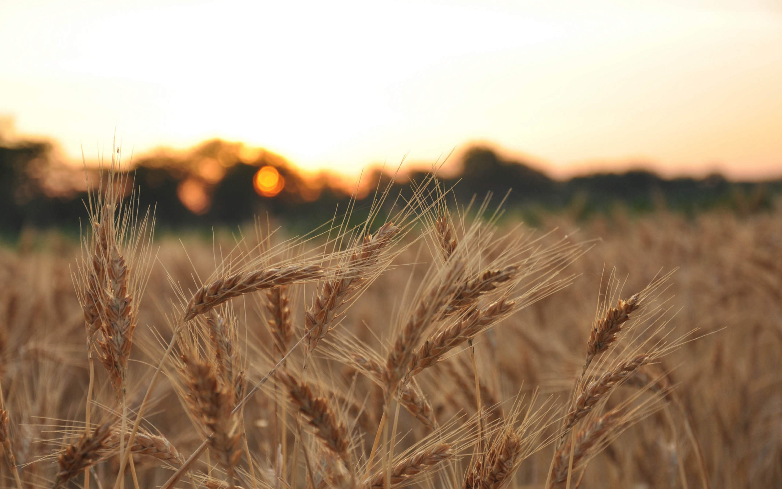 Fondo de pantalla Wheat Field 2560x1600