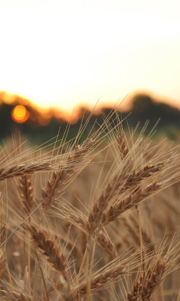 Das Wheat Field Wallpaper 768x1280