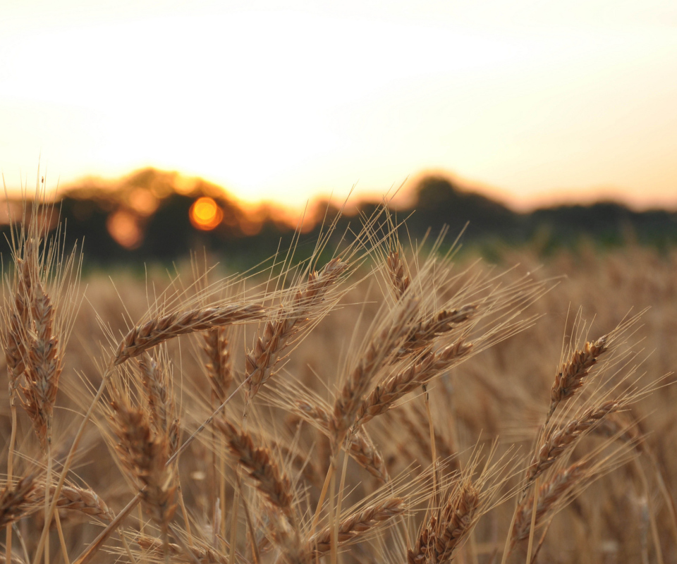 Wheat Field screenshot #1 960x800