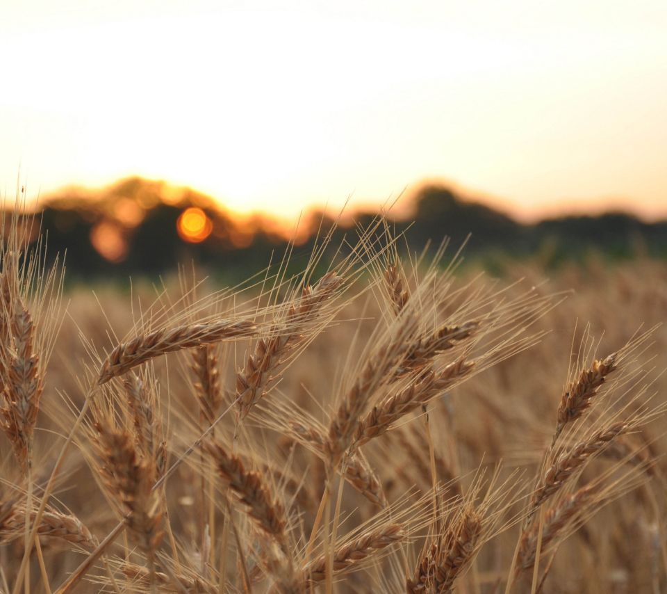 Das Wheat Field Wallpaper 960x854