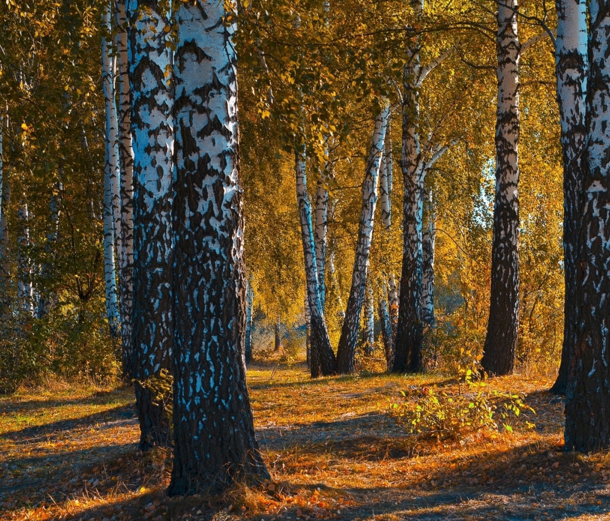 Das Russian landscape with birch trees Wallpaper 1200x1024