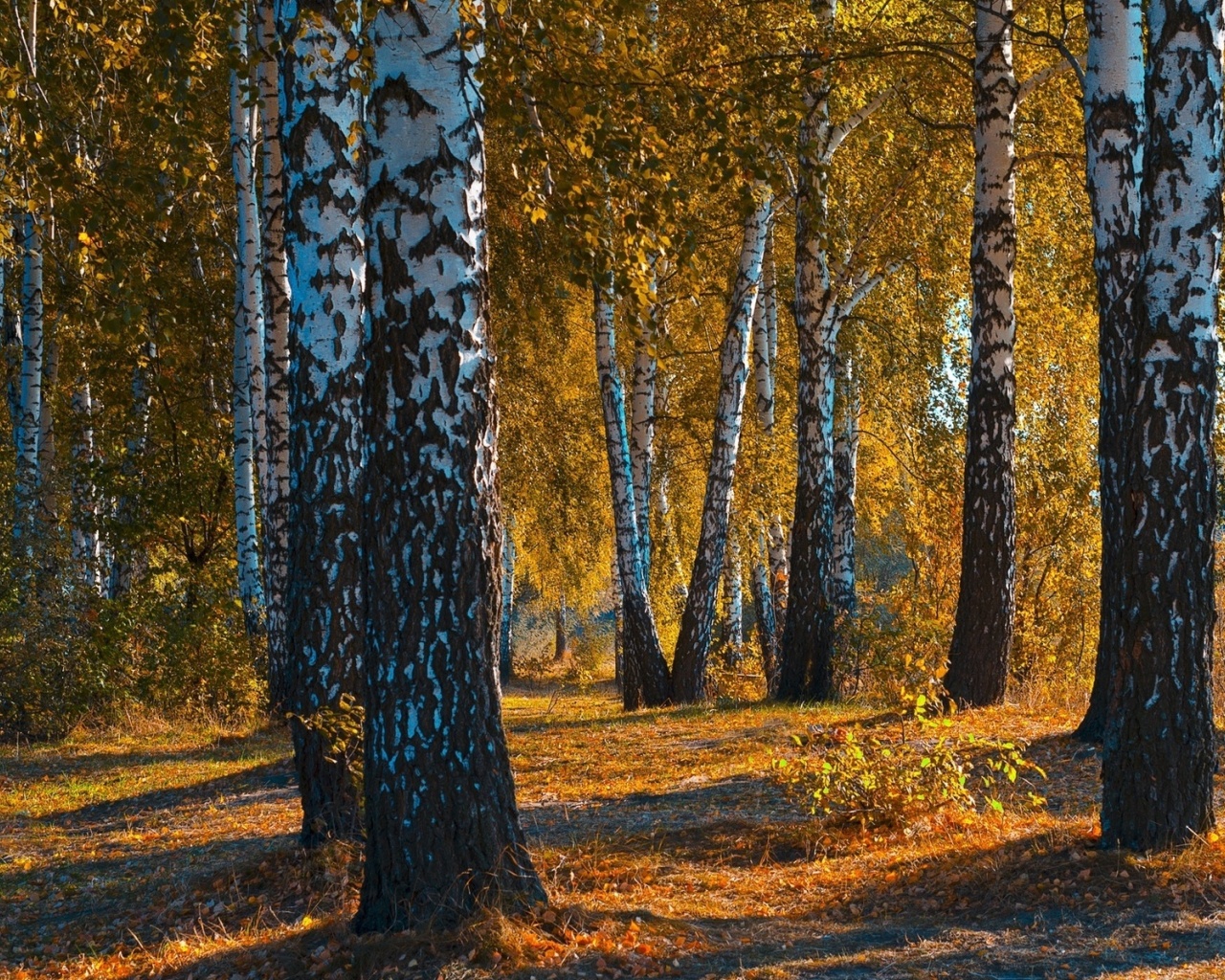 Fondo de pantalla Russian landscape with birch trees 1280x1024