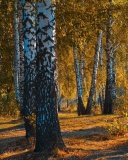 Das Russian landscape with birch trees Wallpaper 128x160