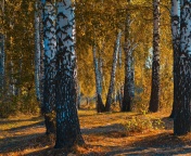 Das Russian landscape with birch trees Wallpaper 176x144