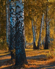 Screenshot №1 pro téma Russian landscape with birch trees 176x220