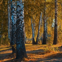 Screenshot №1 pro téma Russian landscape with birch trees 208x208