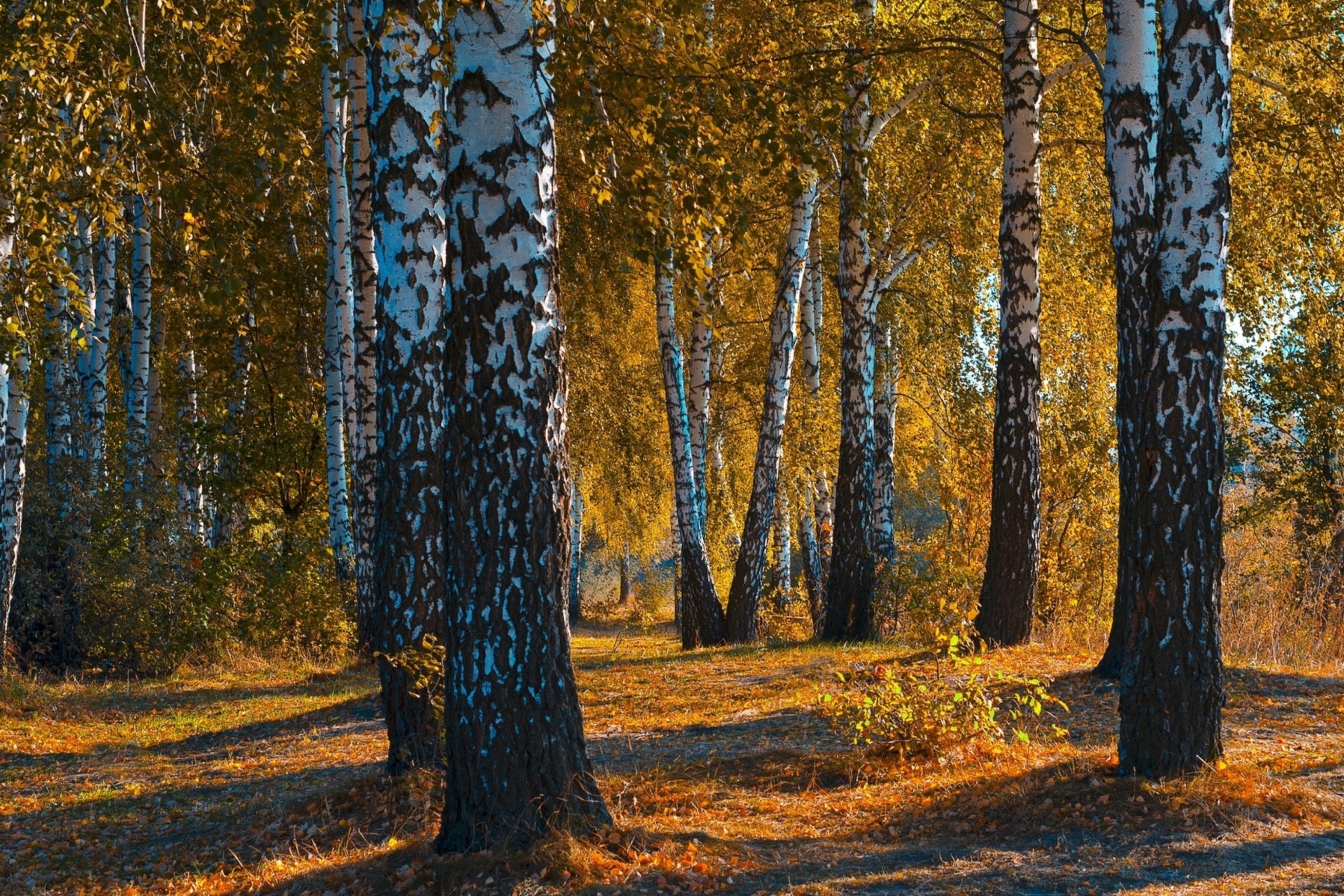 Осенняя березовая роща фото