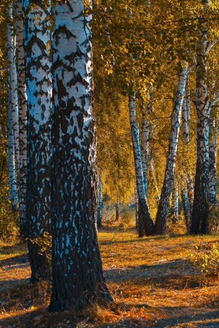 Das Russian landscape with birch trees Wallpaper 320x480