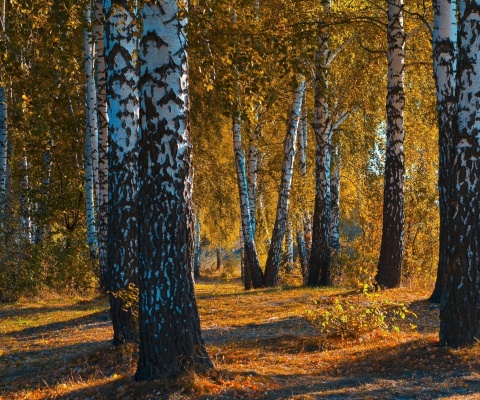 Russian landscape with birch trees wallpaper 480x400