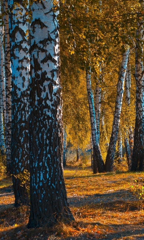 Das Russian landscape with birch trees Wallpaper 480x800