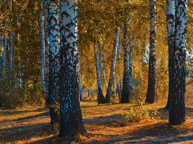 Fondo de pantalla Russian landscape with birch trees 640x480