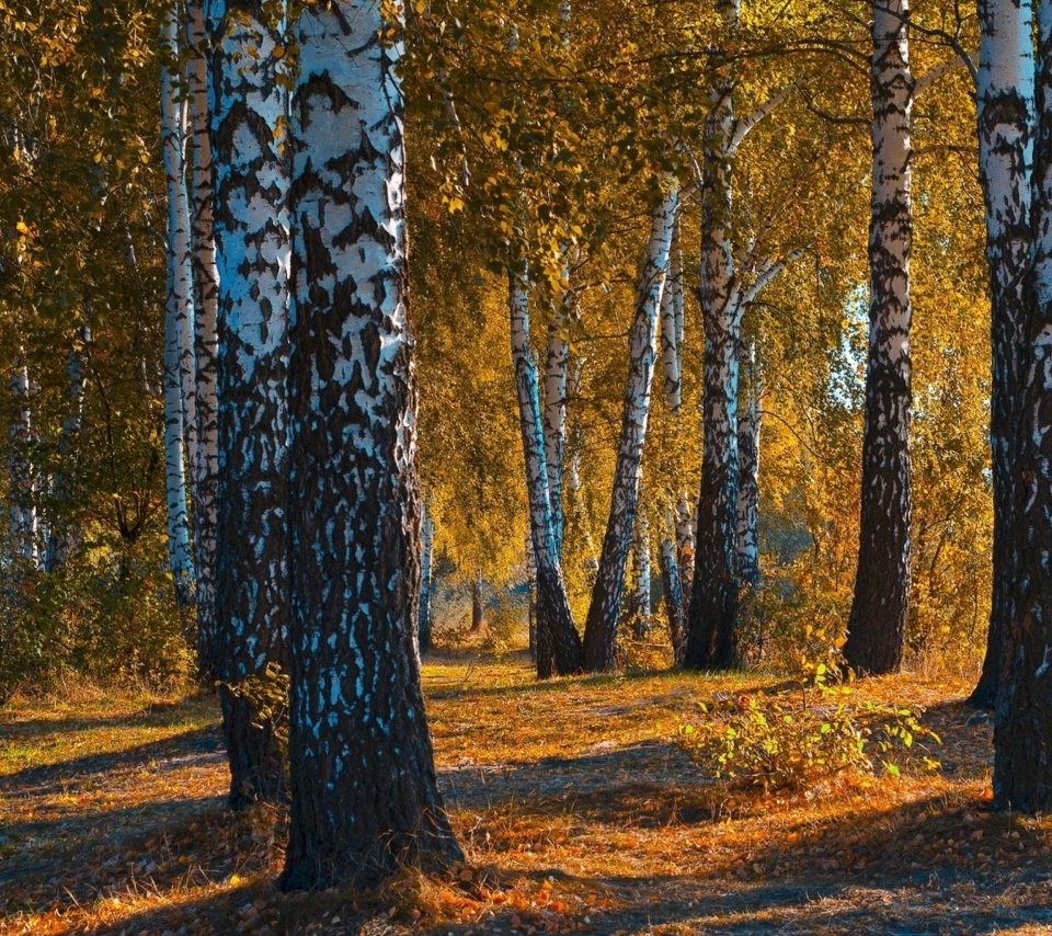 Russian landscape with birch trees wallpaper 960x854