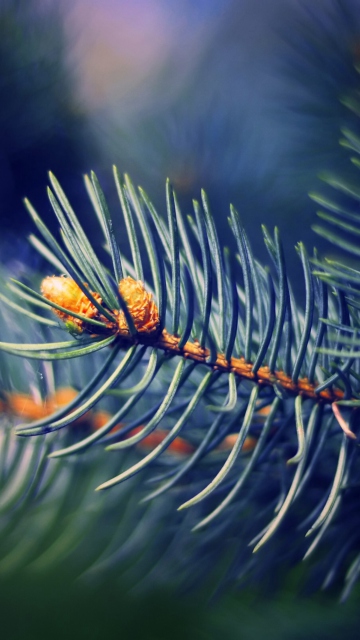 Spruce Branch wallpaper 360x640