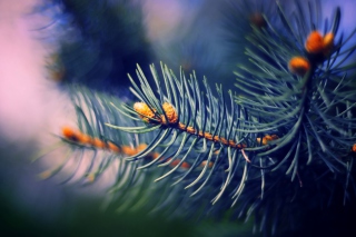 Spruce Branch Picture for Android, iPhone and iPad