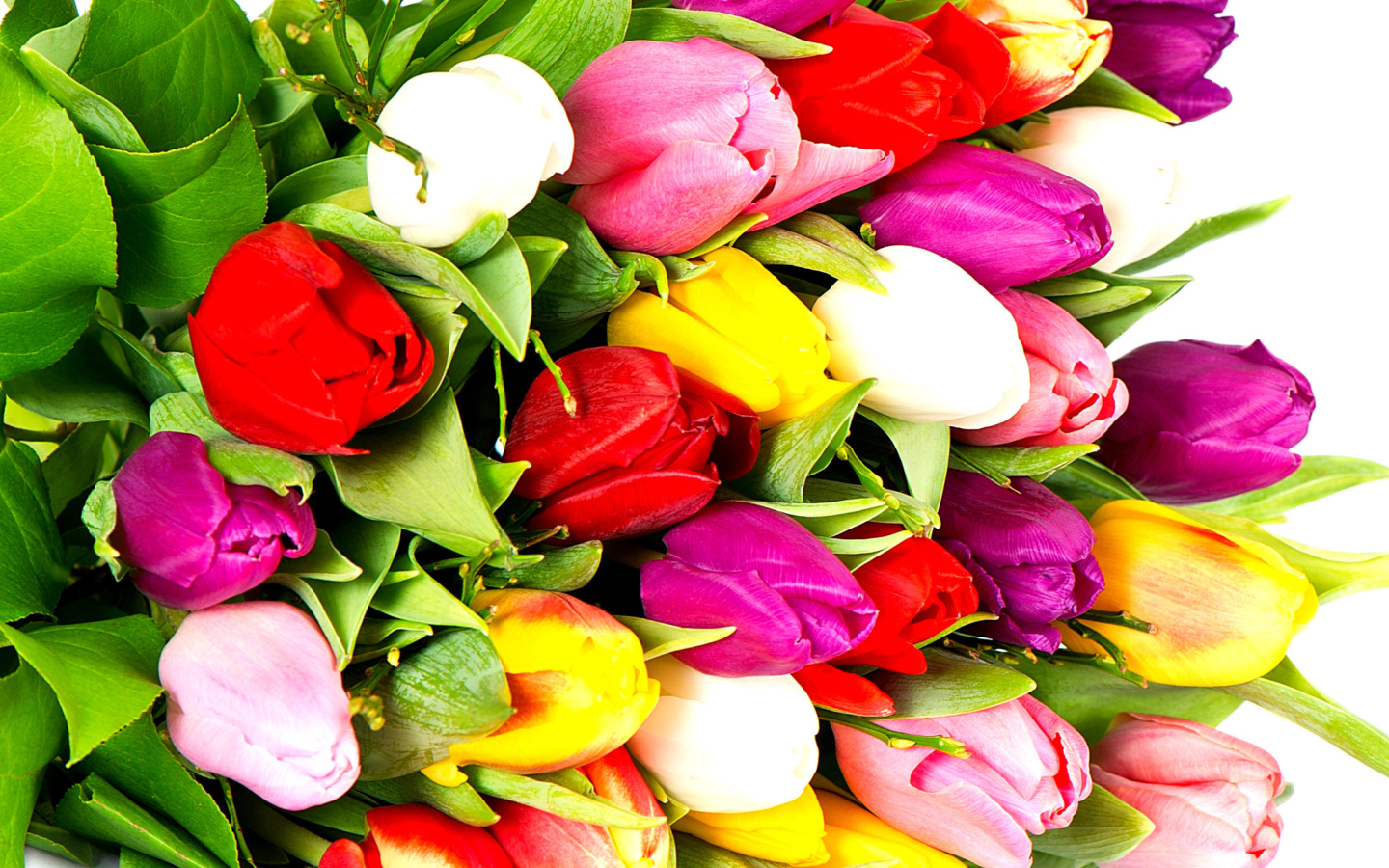 Screenshot №1 pro téma Red White Tulips 1440x900
