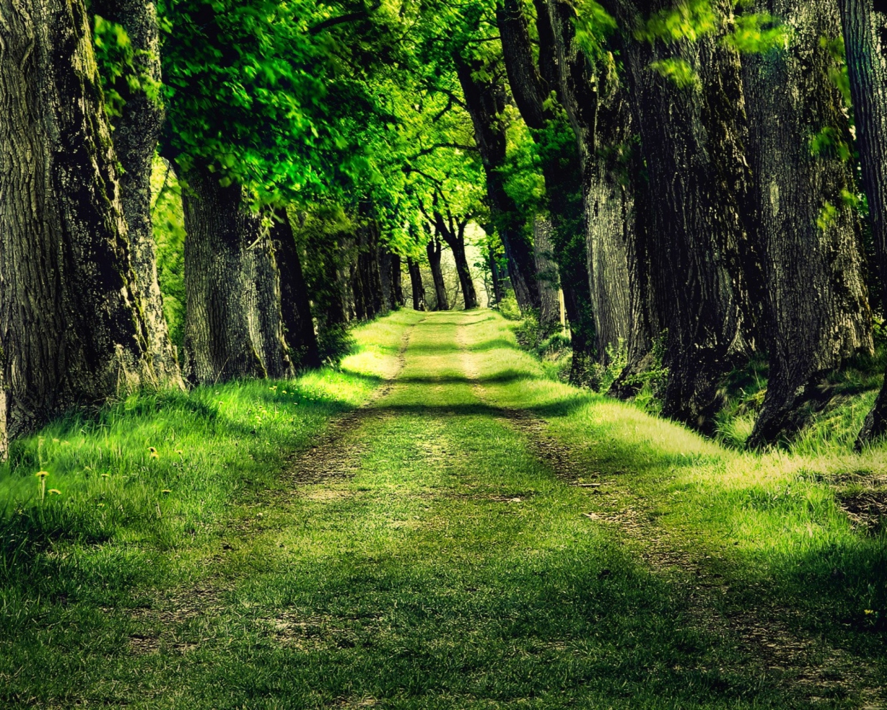 Обои Green Path 1280x1024