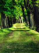 Green Path wallpaper 132x176