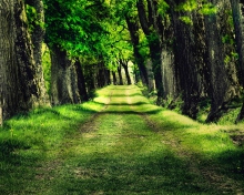 Sfondi Green Path 220x176