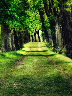 Sfondi Green Path 240x320