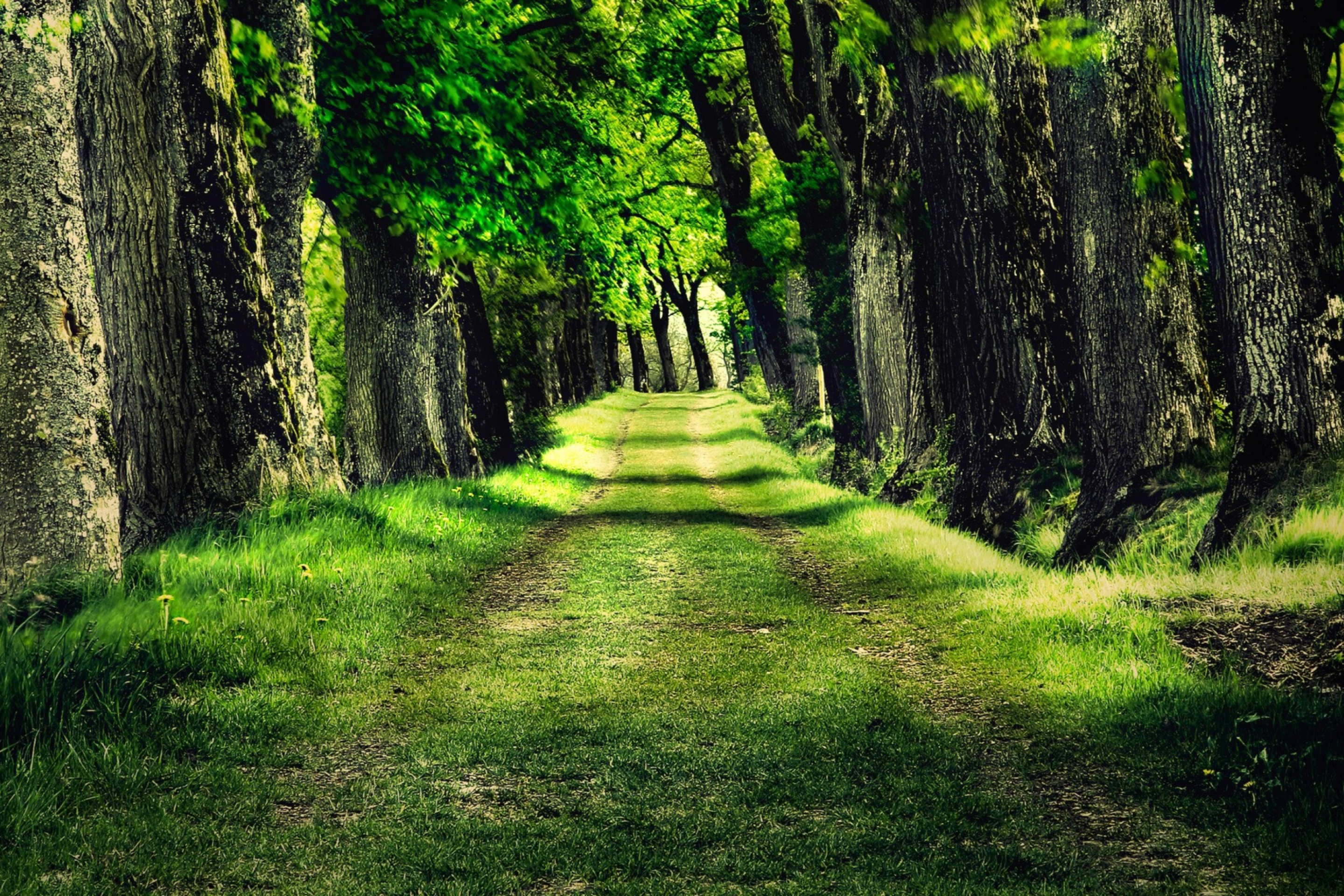 Das Green Path Wallpaper 2880x1920