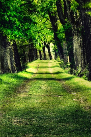 Das Green Path Wallpaper 320x480