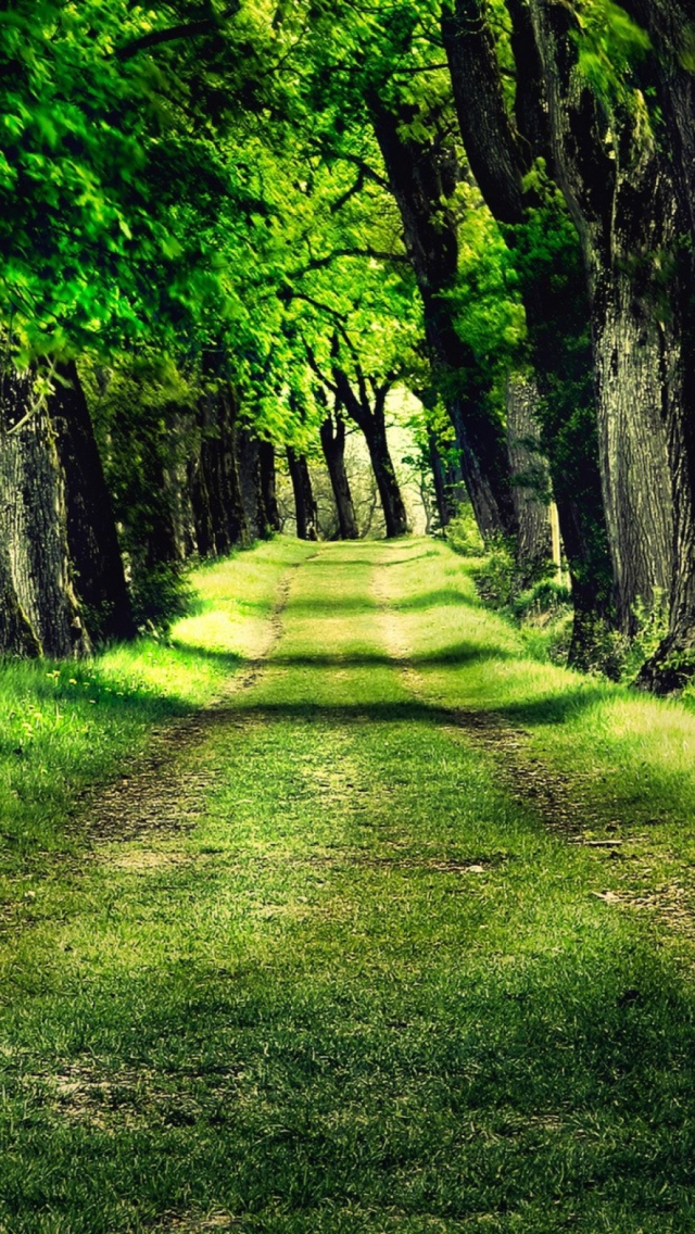 Das Green Path Wallpaper 640x1136