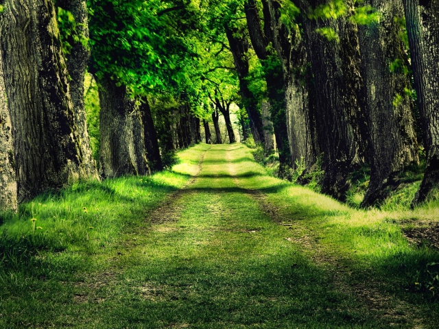 Das Green Path Wallpaper 640x480