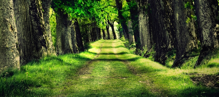 Das Green Path Wallpaper 720x320