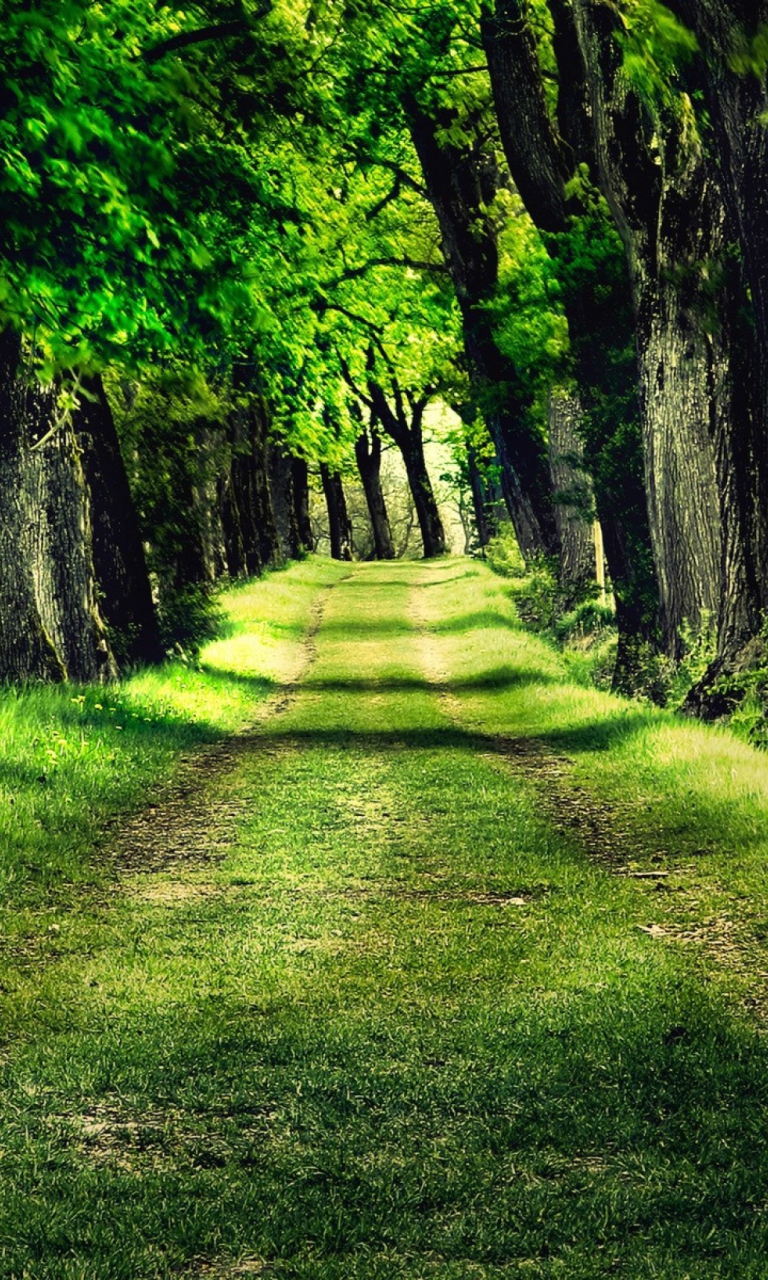 Green Path wallpaper 768x1280