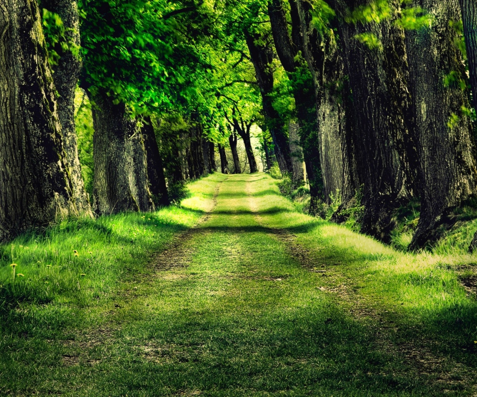 Green Path wallpaper 960x800